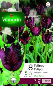 Tulipe Black Parrot (x8)